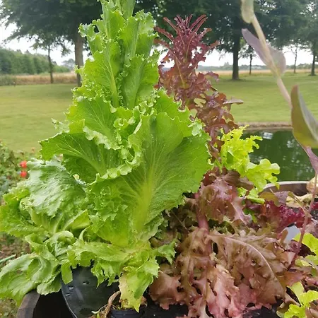 Oda ve Kahvaltı Kyndestoft