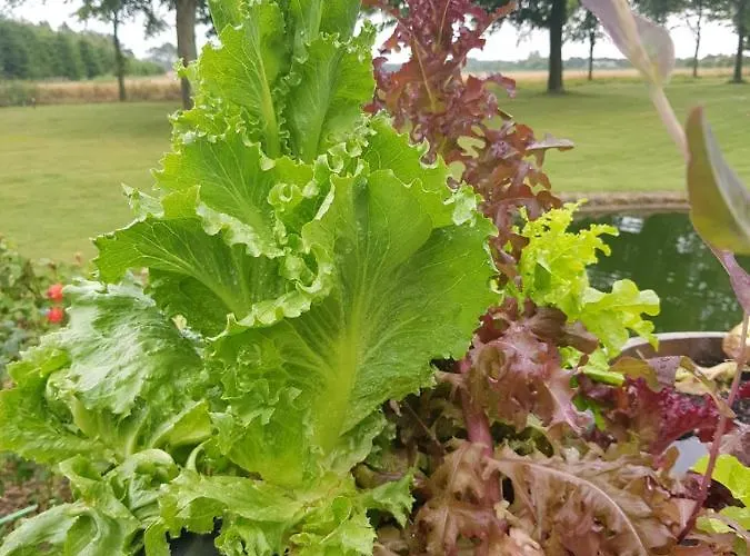 לינה וארוחת בוקר Kyndestoft